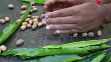 Polyalthia longifolia tohumları. Ashoka ağacı Hindistan 'a özgüdür. Yükselmiş yeşil bir ağaç. Saraca asoca yaprakları. Diğer adı Sahte Ashoka. Yeşil yapraklar ve tohumlar. Yavaş çekim videosu. 