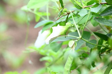 Beyaz Klitorya, ternatea çiçeği. Diğer isimleri Asya güvercin kanatları, mavi çıngıraklı yılan, mavi bezelye, kelebek bezelyesi, Cordofan bezelyesi ve Darwin bezelyesi. Bu, Fabaceae ailesine ait bir bitki türü..