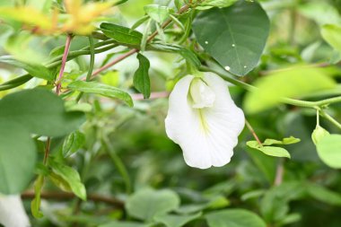 Beyaz Klitorya, ternatea çiçeği. Diğer isimleri Asya güvercin kanatları, mavi çıngıraklı yılan, mavi bezelye, kelebek bezelyesi, Cordofan bezelyesi ve Darwin bezelyesi. Bu, Fabaceae ailesine ait bir bitki türü..