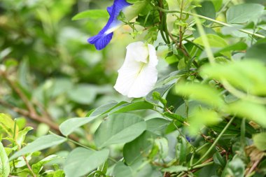 Beyaz Klitorya, ternatea çiçeği. Diğer isimleri Asya güvercin kanatları, mavi çıngıraklı yılan, mavi bezelye, kelebek bezelyesi, Cordofan bezelyesi ve Darwin bezelyesi. Bu, Fabaceae ailesine ait bir bitki türü..