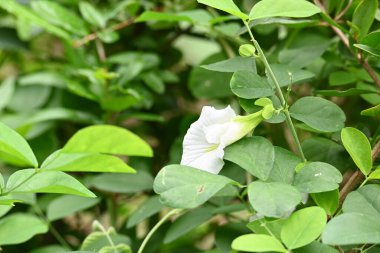 White Clitoria ternatea flower. Its other names Asian pigeonwings,bluebellvine,blue pea,butterfly pea,cordofan pea and Darwin pea. This is a plant species belonging to the familyFabaceae. clipart