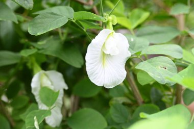 White Clitoria ternatea flower. Its other names Asian pigeonwings,bluebellvine,blue pea,butterfly pea,cordofan pea and Darwin pea. This is a plant species belonging to the familyFabaceae. clipart