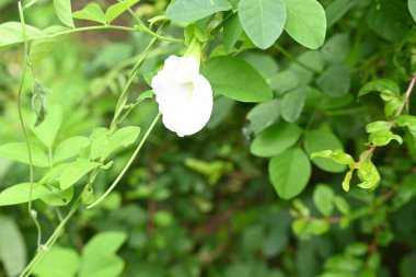 Beyaz Klitorya, ternatea çiçeği. Diğer isimleri Asya güvercin kanatları, mavi çıngıraklı yılan, mavi bezelye, kelebek bezelyesi, Cordofan bezelyesi ve Darwin bezelyesi. Bu, Fabaceae ailesine ait bir bitki türü..