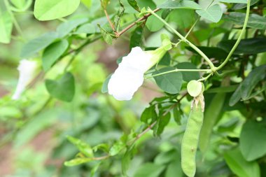 White Clitoria ternatea flower. Its other names Asian pigeonwings,bluebellvine,blue pea,butterfly pea,cordofan pea and Darwin pea. This is a plant species belonging to the familyFabaceae. clipart