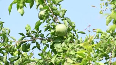 Ağacın üzerinde bael meyvesi. Diğer isimleri Aegle marmelos, snameBengal quince, altın elma, Japon acı portakalı, taş elma elması. Tıbbi özellikleri olan bir meyve. Çiğ bael meyvesi..
