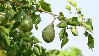 Ağacın üzerinde bael meyvesi. Diğer isimleri Aegle marmelos, snameBengal quince, altın elma, Japon acı portakalı, taş elma elması. Tıbbi özellikleri olan bir meyve. Çiğ bael meyvesi..