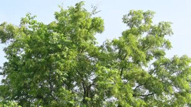 Azadirachta Indica ağacı. Başka isimler de var, Neem, Hint leylağı. Meyveleri, yağ kaynağıdır. Yaprakları, çiçekleri, tohumları ve ağaç kabuğundan bir sürü aruvedik ilaç yapılır..