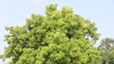 Azadirachta Indica ağacı. Başka isimler de var, Neem, Hint leylağı. Meyveleri, yağ kaynağıdır. Yaprakları, çiçekleri, tohumları ve ağaç kabuğundan bir sürü aruvedik ilaç yapılır..