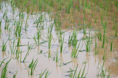Pirinç bitkisi ektim. Çok popüler bir mısır gevreği bitkisidir. Hindistan 'ın çeltik ekimi. Yeşil pirinç tarlasını kapatın. Yağmur mevsiminde yeşil çeltik bitkisi.