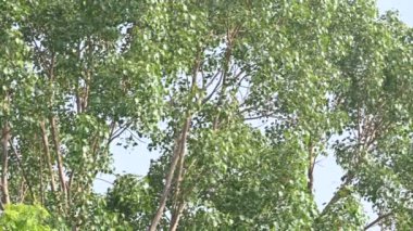 Ficus Reliosa ağacı. Diğer adı Bodhi ağacı, pippala ağacı, peepul ağacı ve orashwattha ağacı. Bu ağacın altında Gautama Buda 'nın aydınlandığına inanılan ağaç..