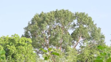 Ficus Reliosa ağacı. Diğer adı Bodhi ağacı, pippala ağacı, peepul ağacı ve orashwattha ağacı. Bu ağacın altında Gautama Buda 'nın aydınlandığına inanılan ağaç..