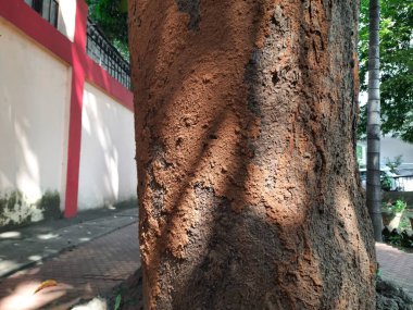 Termite nest on a mango tree. Termites eating tree wood. Trunk tree that has become infested with thousands of termites, insects and their larvae, which have filled the wood with tiny holes. clipart