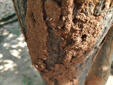 Mango ağacında termit yuvası. Ağaç odunu yiyen termitler. Ağacı küçük deliklerle dolduran binlerce termit, böcek ve larvaları tarafından istila edilmiş bir ağaç..