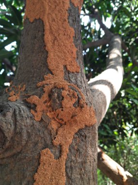 Mango ağacında termit yuvası. Ağaç odunu yiyen termitler. Ağacı küçük deliklerle dolduran binlerce termit, böcek ve larvaları tarafından istila edilmiş bir ağaç..