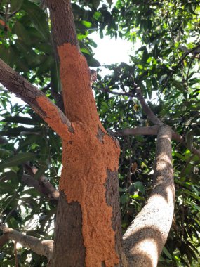 Mango ağacında termit yuvası. Ağaç odunu yiyen termitler. Ağacı küçük deliklerle dolduran binlerce termit, böcek ve larvaları tarafından istila edilmiş bir ağaç..