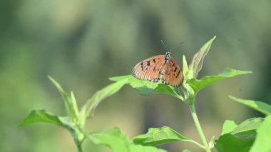 Acraea terpsicore ortawny coster kelebeği. Küçük, derili, rüzgarlı bir kelebek. Kelebek yeşil bitkilerin üzerinde oturuyor. Nymphalidae ya da fırça ayaklı kelebek ailesine ait..