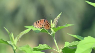 Acraea terpsicore ortawny coster kelebeği. Küçük, derili, rüzgarlı bir kelebek. Kelebek yeşil bitkilerin üzerinde oturuyor. Nymphalidae ya da fırça ayaklı kelebek ailesine ait..