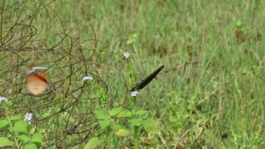 Acraea terpsicore ve Euploea çekirdek kelebeği. Yeşil yaprakların üzerinde oturan güzel kelebek. Turuncu ve siyah kelebek. Doğa arkaplanı.