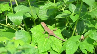 Yeşil yapraklı bebek bukalemunlar. Sürüngen bir hayvan. Chamaeleonidae familyasından bir hayvandır. Diğer adı Chamaeleons. Bu hayvan renk değiştirmede ustadır. Yavaş çekim videosu.
