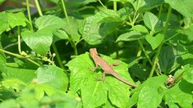 Yeşil yapraklı bebek bukalemunlar. Sürüngen bir hayvan. Chamaeleonidae familyasından bir hayvandır. Diğer adı Chamaeleons. Bu hayvan renk değiştirmede ustadır. Yavaş çekim videosu.