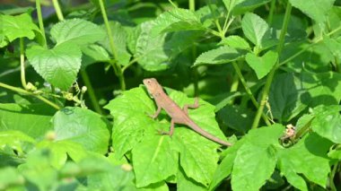 Yeşil yapraklı bebek bukalemunlar. Sürüngen bir hayvan. Chamaeleonidae familyasından bir hayvandır. Diğer adı Chamaeleons. Bu hayvan renk değiştirmede ustadır. Yavaş çekim videosu.