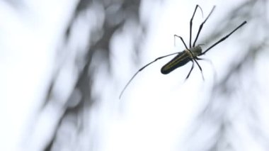 Nefila pilipes örümceği. Diğer adları Altın Küre Dokumacı ve Dev Altın Küre Dokumacı. Bu bir altın küre ağ örümceği türüdür. Ormandaki ağında büyük bir örümcek.