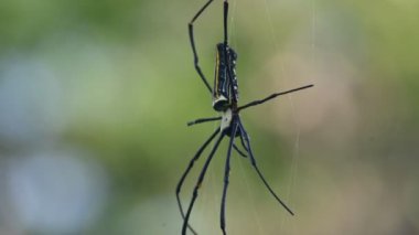 Nefila pilipes örümceği. Diğer adları Altın Küre Dokumacı ve Dev Altın Küre Dokumacı. Bu bir altın küre ağ örümceği türüdür. Ormandaki ağında büyük bir örümcek.
