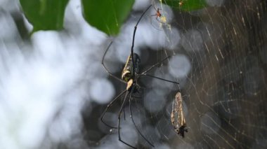 Nefila pilipes örümceği. Diğer adları Altın Küre Dokumacı ve Dev Altın Küre Dokumacı. Bu bir altın küre ağ örümceği türüdür. Ormandaki ağında büyük bir örümcek.