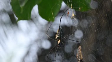 Nefila pilipes örümceği. Diğer adları Altın Küre Dokumacı ve Dev Altın Küre Dokumacı. Bu bir altın küre ağ örümceği türüdür. Ormandaki ağında büyük bir örümcek.