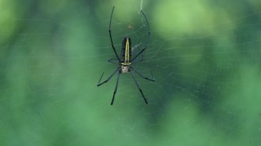 Nefila pilipes örümceği. Diğer adları Altın Küre Dokumacı ve Dev Altın Küre Dokumacı. Bu bir altın küre ağ örümceği türüdür. Ormandaki ağında büyük bir örümcek.