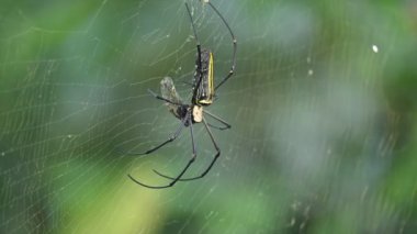 Nefila pilipes örümceği. Diğer adları Altın Küre Dokumacı ve Dev Altın Küre Dokumacı. Bu bir altın küre ağ örümceği türüdür. Ormandaki ağında büyük bir örümcek.