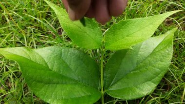 Nyctanthes ağaç tristis meyveleri. Yasemin açan başka isimler, keder ağacı, mercan yasemin ve shiuli. Harsigar veya parijat meyveleri.