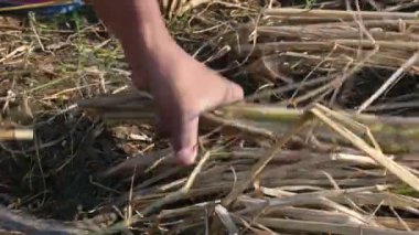 Hintli çiftçi bir orakla pirinç bitkileri kesiyor. Hintli çiftçilerin eli. Çiftçilerin çeltik tarlaları tırtıklı orak kullanıyor. Tarım faaliyeti. Hasat zamanı pirinç yetiştiriciliği.