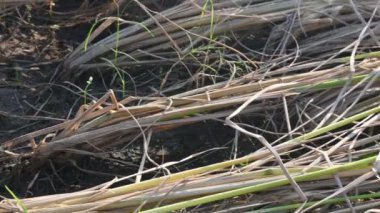 Hintli çiftçi bir orakla pirinç bitkileri kesiyor. Hintli çiftçilerin eli. Çiftçilerin çeltik tarlaları tırtıklı orak kullanıyor. Tarım faaliyeti. Hasat zamanı pirinç yetiştiriciliği.