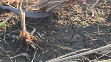 Hintli çiftçi bir orakla pirinç bitkileri kesiyor. Hintli çiftçilerin eli. Çiftçilerin çeltik tarlaları tırtıklı orak kullanıyor. Tarım faaliyeti. Hasat zamanı pirinç yetiştiriciliği.