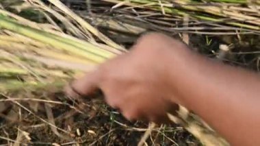 Hintli çiftçi bir orakla pirinç bitkileri kesiyor. Hintli çiftçilerin eli. Çiftçilerin çeltik tarlaları tırtıklı orak kullanıyor. Tarım faaliyeti. Hasat zamanı pirinç yetiştiriciliği. Yavaş çekim videosu.