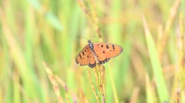 Acraea terpsicore ortawny coster kelebeği. Küçük, derili, rüzgarlı bir kelebek. Kelebek çeltik bitkilerinin üzerinde oturuyor. Nymphalidae ya da fırça ayaklı kelebek ailesine ait..