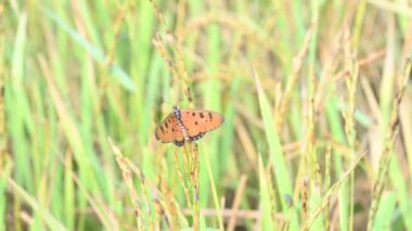 Acraea terpsicore ortawny coster kelebeği. Küçük, derili, rüzgarlı bir kelebek. Kelebek çeltik bitkilerinin üzerinde oturuyor. Nymphalidae ya da fırça ayaklı kelebek ailesine ait..