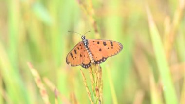 Acraea terpsicore ortawny coster kelebeği. Küçük, derili, rüzgarlı bir kelebek. Kelebek çeltik bitkilerinin üzerinde oturuyor. Nymphalidae ya da fırça ayaklı kelebek ailesine ait..