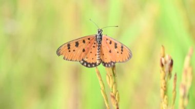 Acraea terpsicore ortawny coster kelebeği. Küçük, derili, rüzgarlı bir kelebek. Kelebek çeltik bitkilerinin üzerinde oturuyor. Nymphalidae ya da fırça ayaklı kelebek ailesine ait..