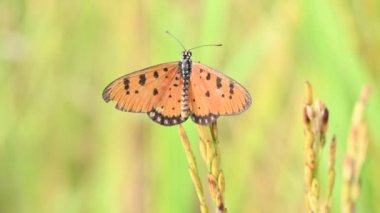 Acraea terpsicore ortawny coster kelebeği. Küçük, derili, rüzgarlı bir kelebek. Kelebek çeltik bitkilerinin üzerinde oturuyor. Nymphalidae ya da fırça ayaklı kelebek ailesine ait..
