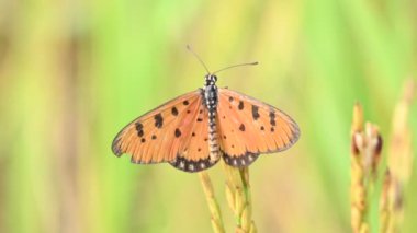 Acraea terpsicore ortawny coster kelebeği. Küçük, derili, rüzgarlı bir kelebek. Kelebek çeltik bitkilerinin üzerinde oturuyor. Nymphalidae ya da fırça ayaklı kelebek ailesine ait..
