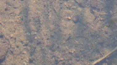 Sudaki küçük balıklar. Pirinç tarlasındaki su dalgalarında küçük küçük balıklar hareket ediyor. Balıklar suyun altında yüzüyor. Yavaş çekim videosu. 