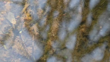 Sudaki küçük balıklar. Pirinç tarlasındaki su dalgalarında küçük küçük balıklar hareket ediyor. Balıklar suyun altında yüzüyor. Yavaş çekim videosu. 