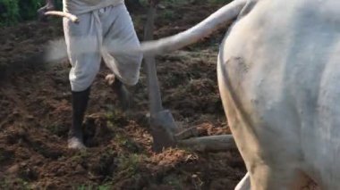 Tarlasında tahta saban süren bir çiftçi. Çiftçi tarlasını ekime hazırlıyor. Yaşlı Hintli bir çiftçi öküzle saban sürüyor. Tarım faaliyetleri.
