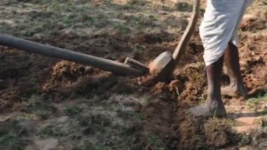 Tarlasında tahta saban süren bir çiftçi. Çiftçi tarlasını ekime hazırlıyor. Yaşlı Hintli bir çiftçi öküzle saban sürüyor. Tarım faaliyetleri.