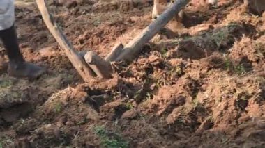 Tarlasında tahta saban süren bir çiftçi. Çiftçi tarlasını ekime hazırlıyor. Yaşlı Hintli bir çiftçi öküzle saban sürüyor. Tarım faaliyetleri.