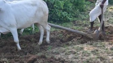 Tarlasında tahta saban süren bir çiftçi. Çiftçi tarlasını ekime hazırlıyor. Yaşlı Hintli bir çiftçi öküzle saban sürüyor. Tarım faaliyetleri.