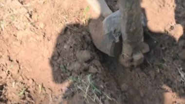 Tarlasında tahta saban süren bir çiftçi. Çiftçi tarlasını ekime hazırlıyor. Yaşlı Hintli bir çiftçi öküzle saban sürüyor. Tarım faaliyetleri.