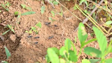 Karıncalar toprağın içinden toprak getiriyorlar. Çalışan karıncalar içeriden toprak çıkararak delik açıyorlar. Topraktan toprak çıkarır ve kendine yuva yapar ya da yuva yapar. Karınca kolonisi. 